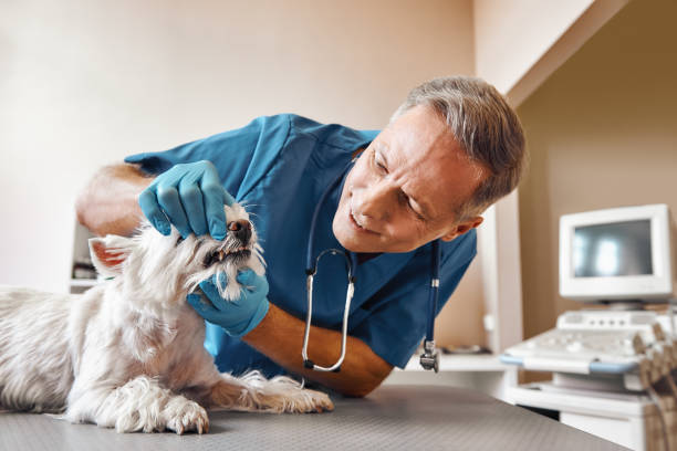 Professional Emergency Dental Service in NC